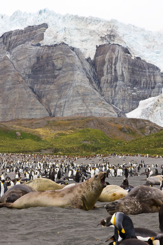 Southern Elephant Seal And King Penguins On Beach